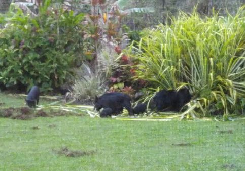 Feral pigs destroying lawn in Hawaii