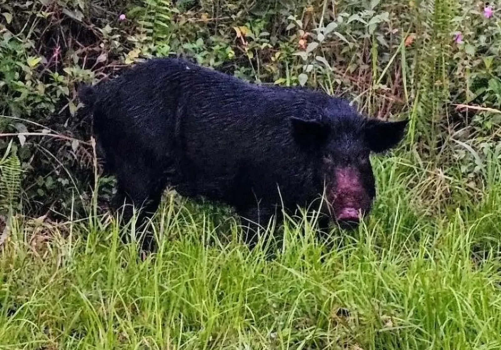 wild pig